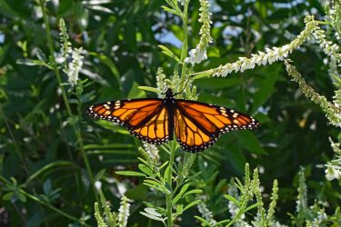 monarch-butterfly-on-sweet-clover-2393628_1280